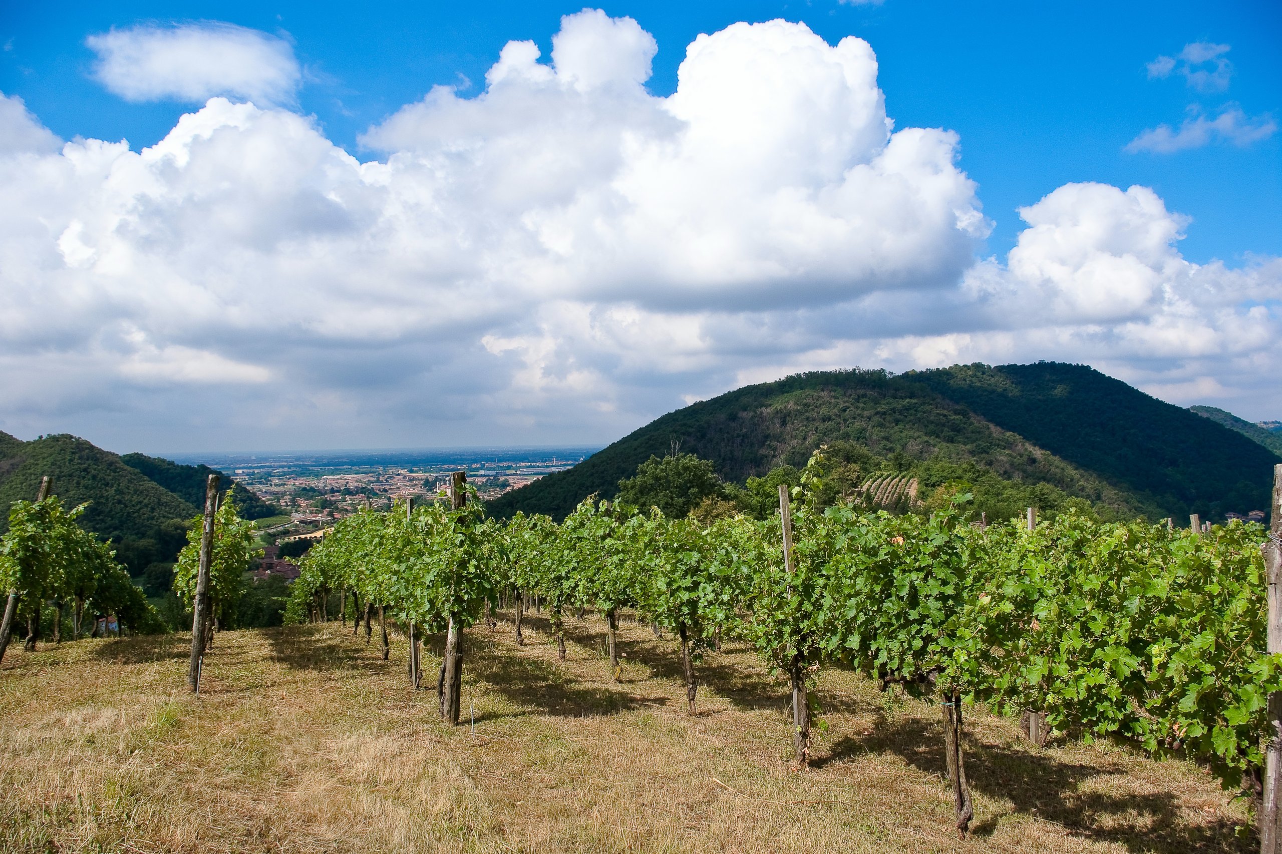 Aperitivo pic-nic in vigna