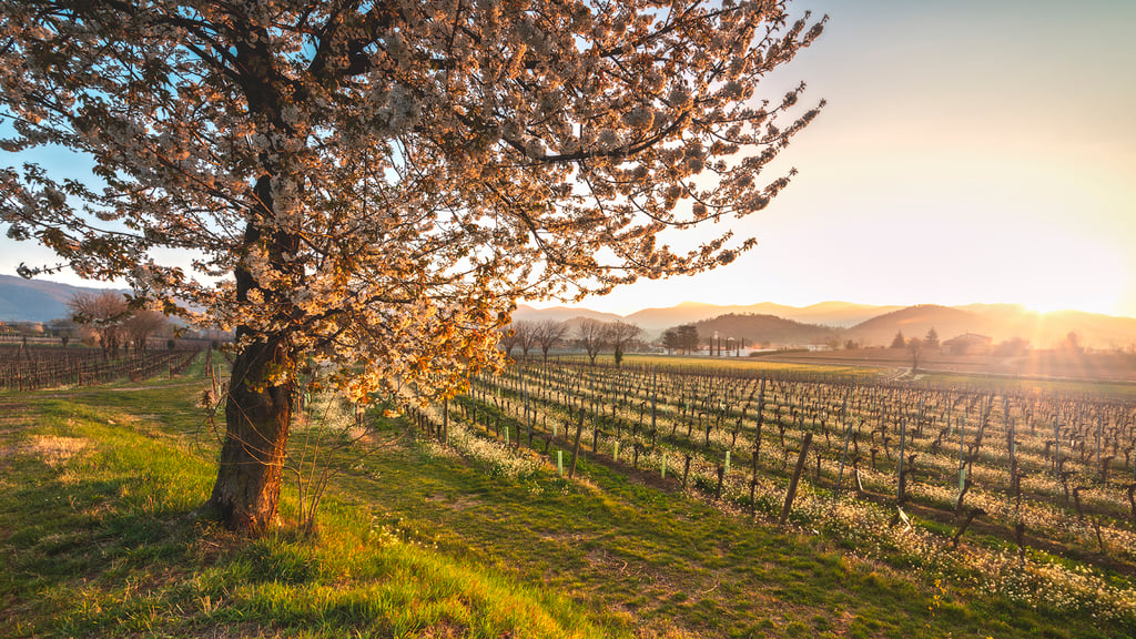 8-9 Marzo: Festival di Primavera - Cibo e cultura in Franciacorta