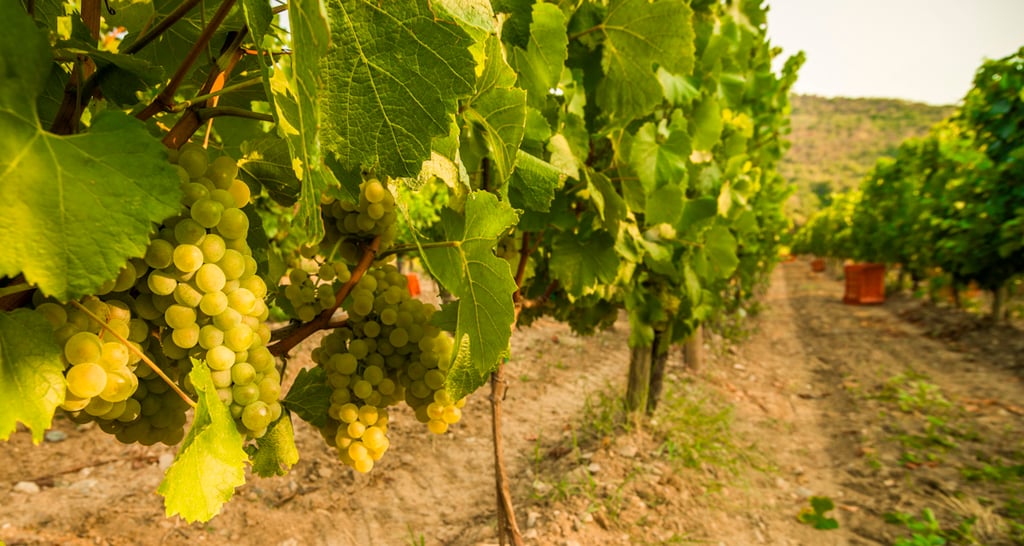 vigneti Franciacorta