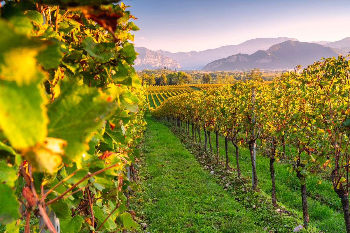 filari del Franciacorta