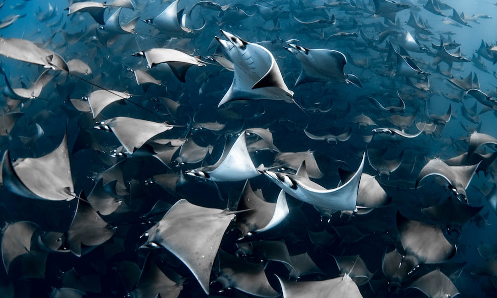 Ocean Photography Awards