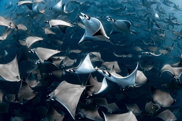 Ocean Photography Awards