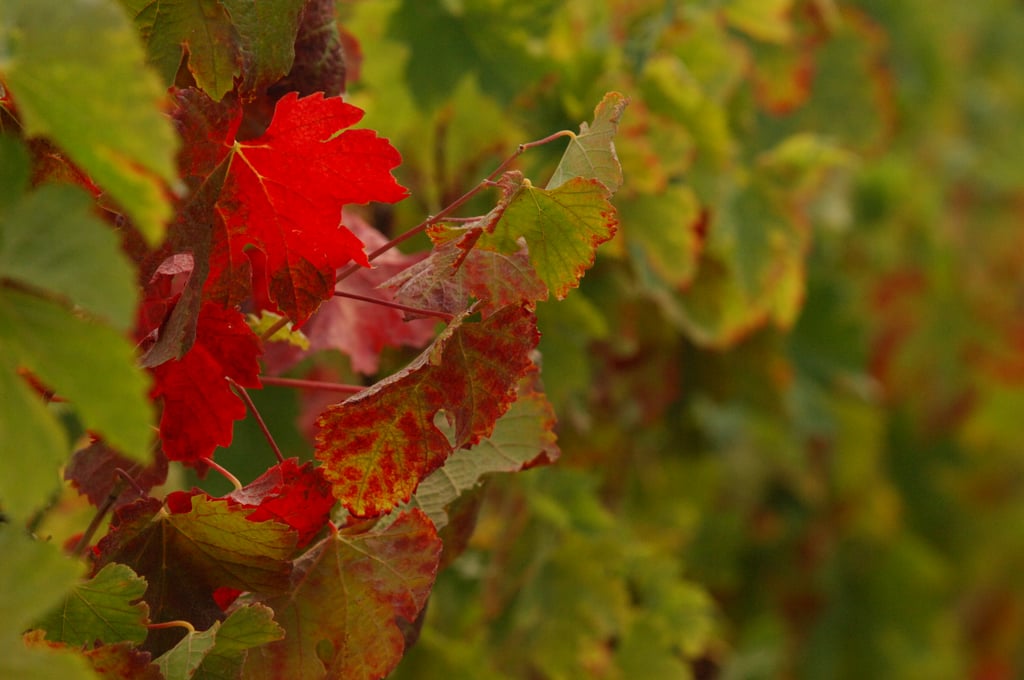 Franciacorta: Der Herbst und seine Farben sind ein guter Grund für eine Auszeit