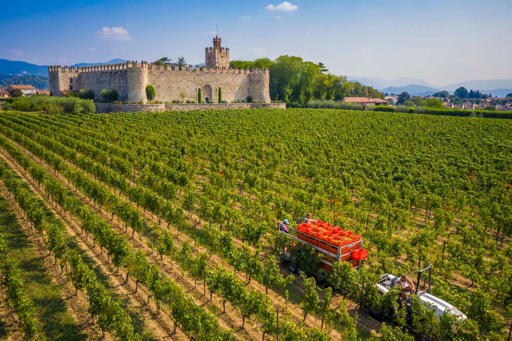 Franciacorta inizio vendemmia 2025