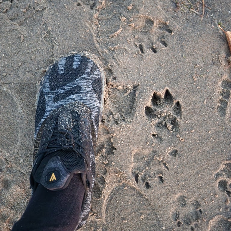 After an early morning aurora session, we tried to figure our which animal came close to us in the dark... Was it a fox or coyote?