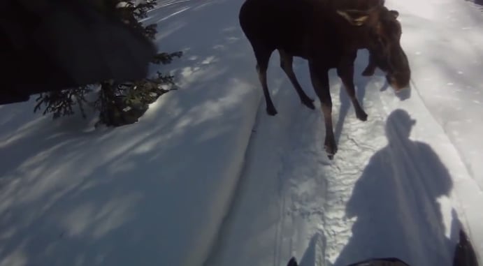 Moose Attack While Snowmobiling; Man Fires Warning Shot To No Avail