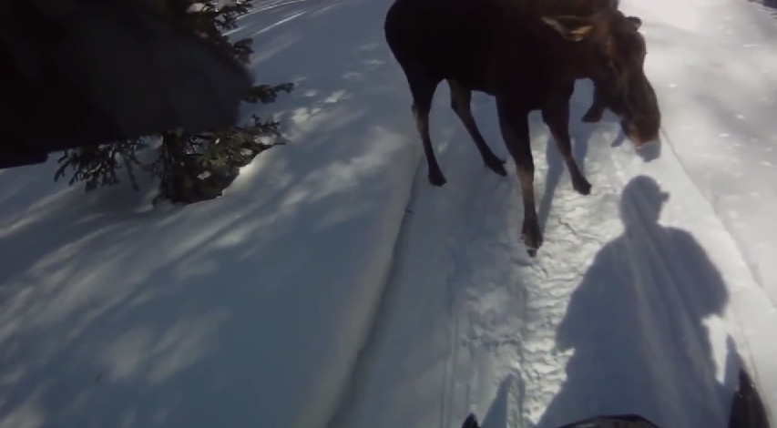 Moose Attack While Snowmobiling; Man Fires Warning Shot To No Avail
