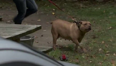 Mentally Ill (obviously) Man Who Rapes Pit Bull And Says Terrorists Sent Him Is Held At Gunpoint By Owner