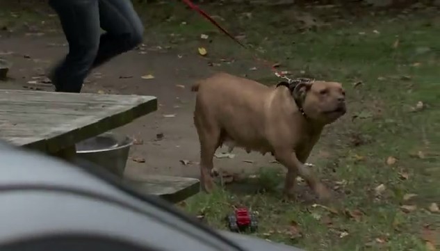 Mentally Ill (obviously) Man Who Rapes Pit Bull And Says Terrorists Sent Him Is Held At Gunpoint By Owner