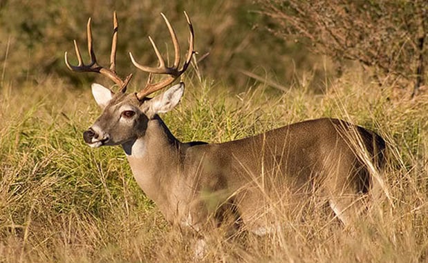Man Who Shot Neighbor Instead Of Deer Sentenced To Jail