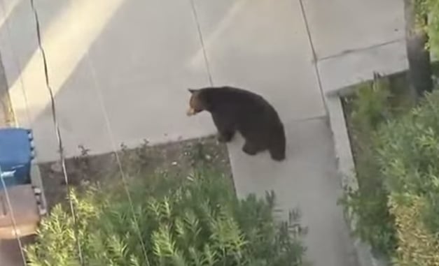[VIDEO] An Example Of How Important Situational Awareness Is . . . Wait For It . . .