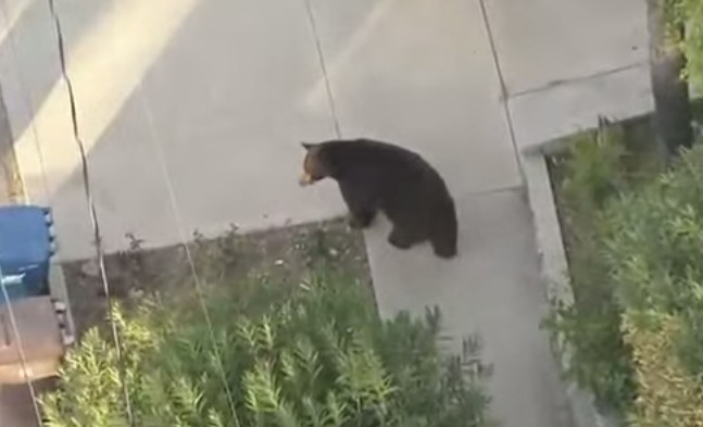 [VIDEO] An Example Of How Important Situational Awareness Is . . . Wait For It . . .