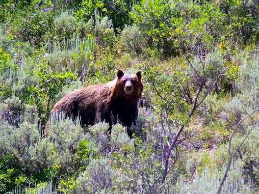 In Colorado — Bear Stalks You!  Hiker Shoots And Kills Bear After It Continues To Advance