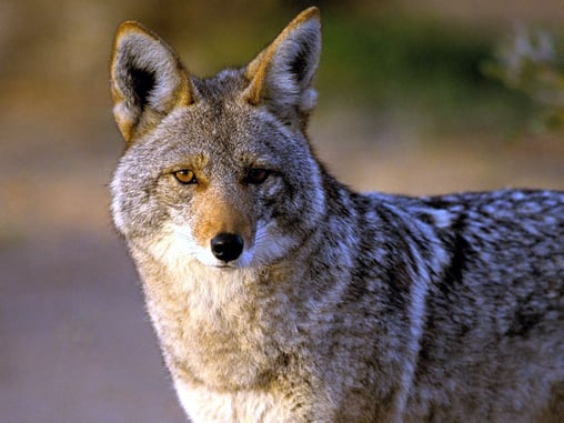 WI Residents Consider Arming Up To Keep Coyotes At Bay