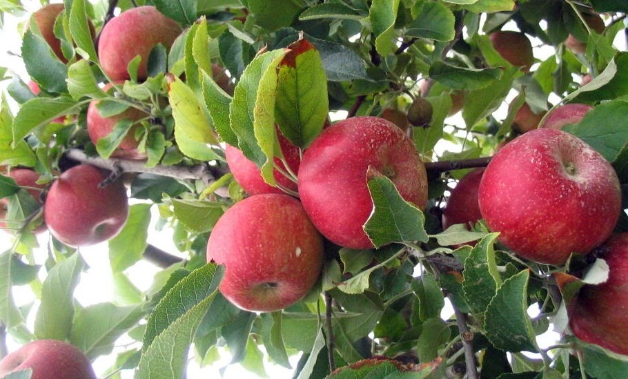 Woman Fires Gun At Two People Apple Picking