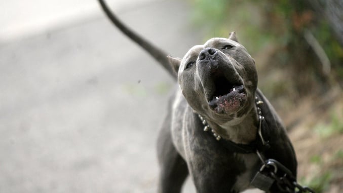 Why We Plan For The Worst — Pit Bulls Attack And Kill Wife, Maul Husband