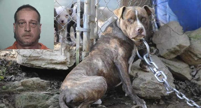 Permit Holder Charged After Shooting Chained Up Pit Bull, Self-Defense Claim Doesn’t Hold Up