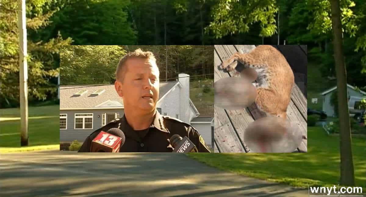 Bobcat Attacks Multiple People In Albany, Shot And Killed By Homeowner
