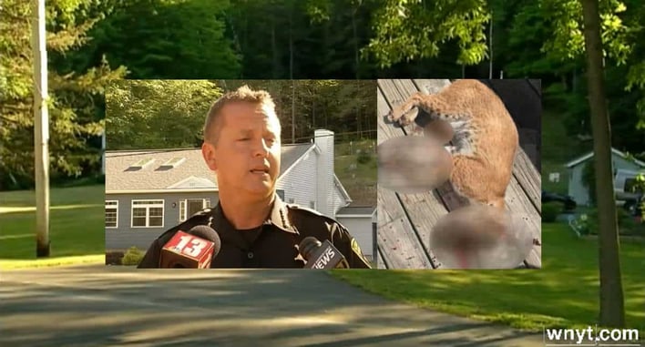 Bobcat Attacks Multiple People In Albany, Shot And Killed By Homeowner