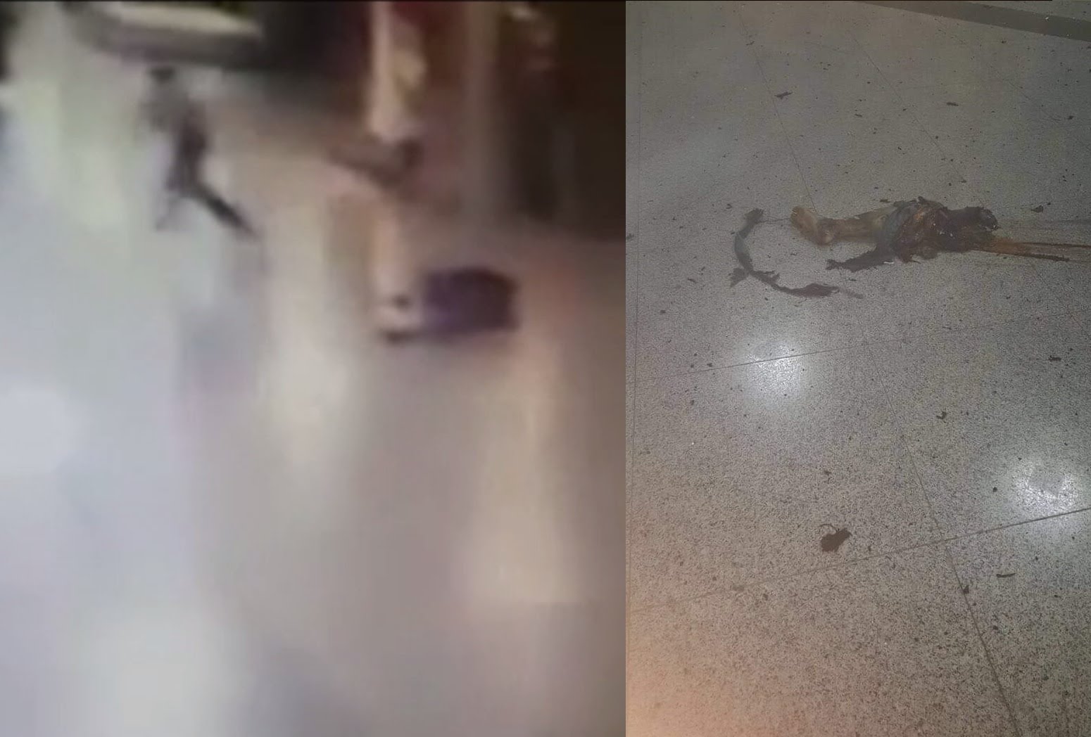 [NSFW] Security Guard Shoots Suicide Bomber Before He Can Detonate Vest With People Nearby