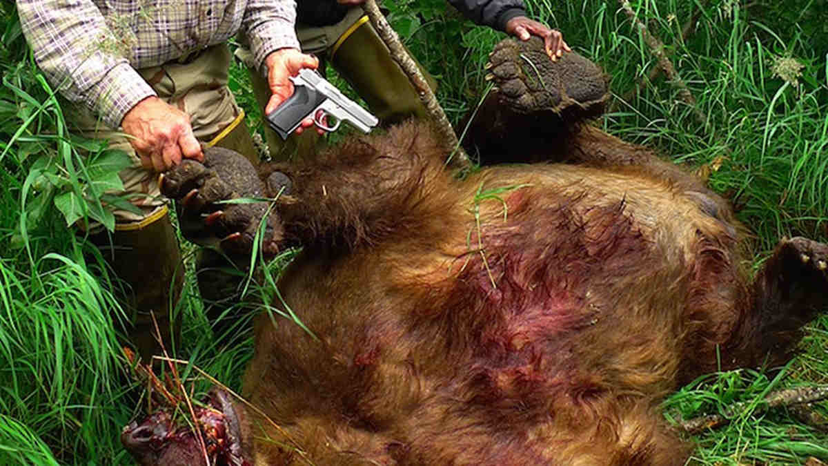 Man Defends Clients From Alaskan Grizzly Attack