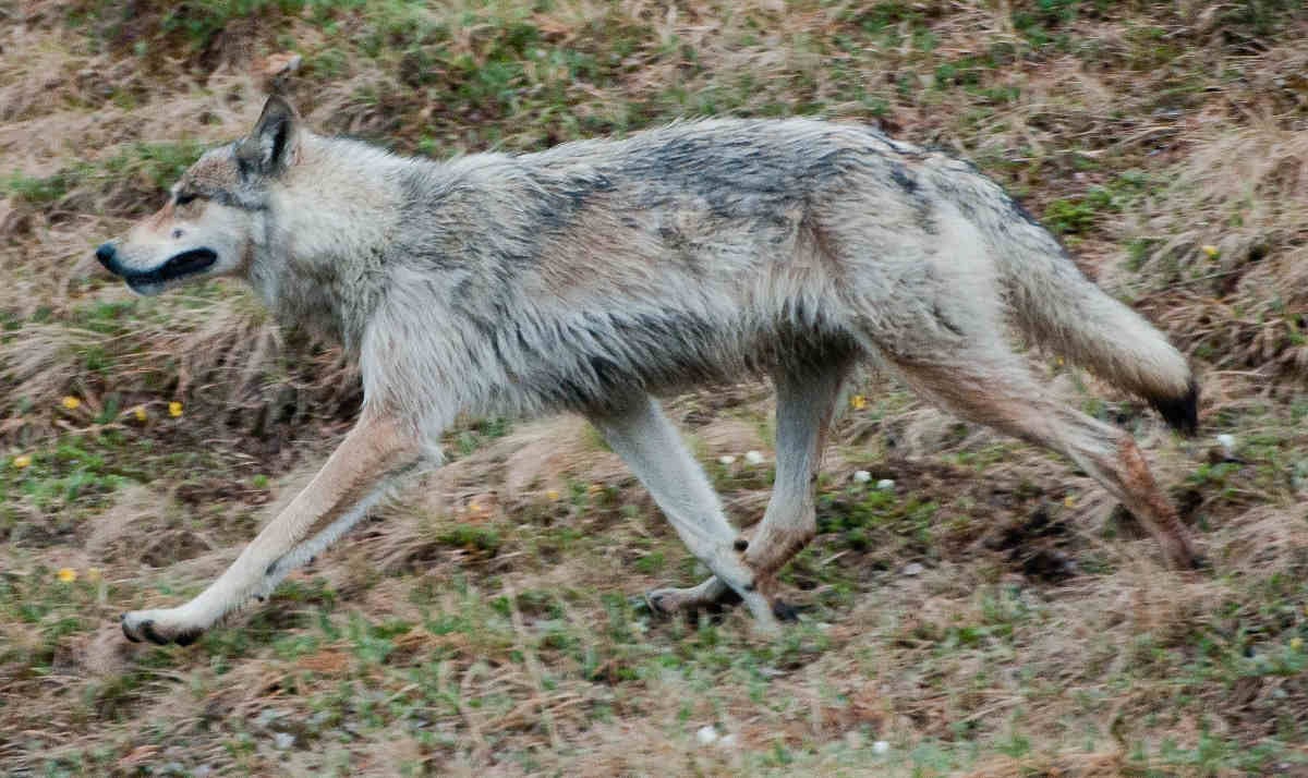 wolf_on_the_move