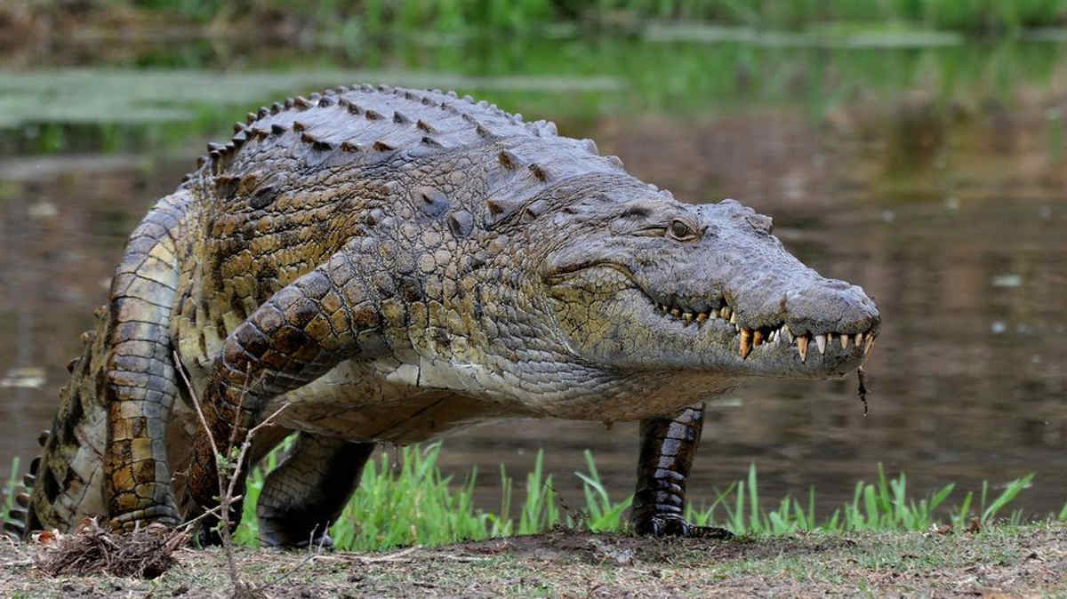 crocodile