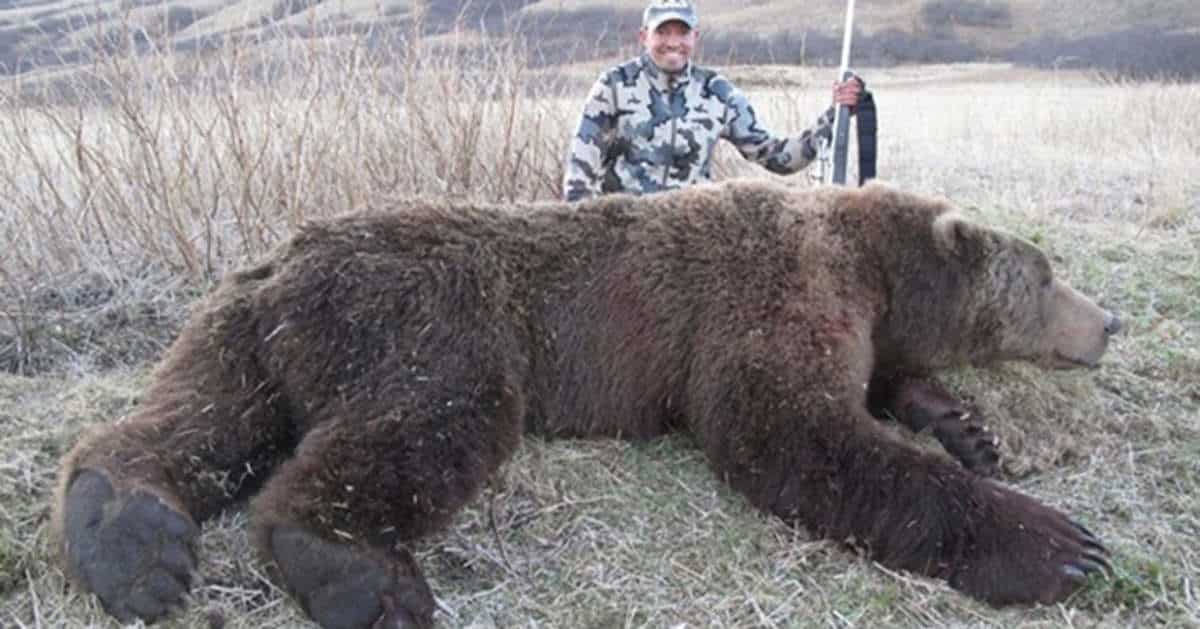 kodiak-bear