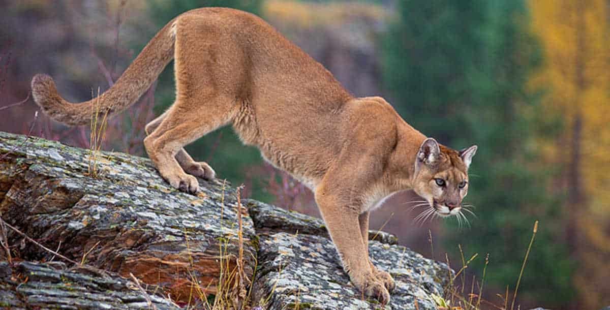 mountain-lion