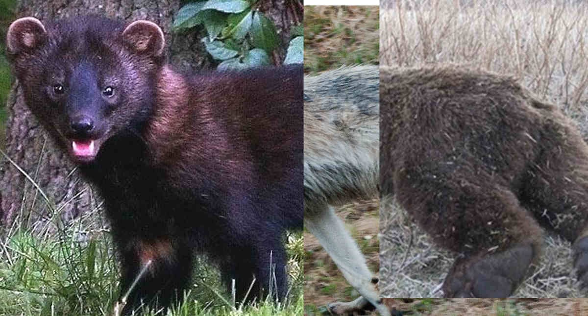 Lions, Tigers, and Bears… How Does A Concealed Carry Pistol Stack Up Against Wildlife?