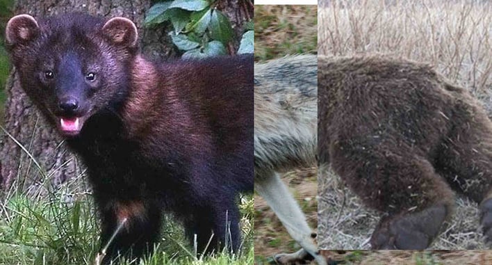 Lions, Tigers, and Bears… How Does A Concealed Carry Pistol Stack Up Against Wildlife?