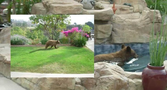 Off-Duty Deputy Uses His Everyday Concealed Carry Handgun To Defend His Family From A Brown Bear