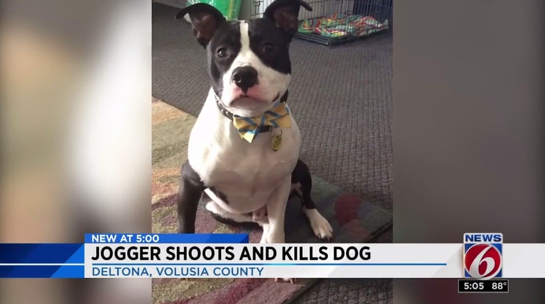 Jogger Shoots Dog After Being Chased, Owner Wants Justice