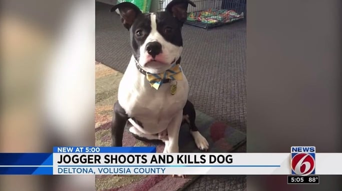 Jogger Shoots Dog After Being Chased, Owner Wants Justice