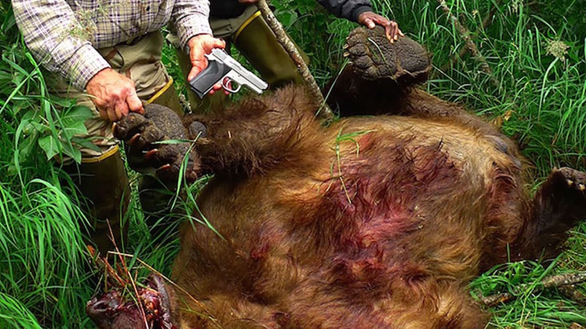 Grizzly Bear Vs 9mm: The Caliber Debate Gets Ruined For Many People