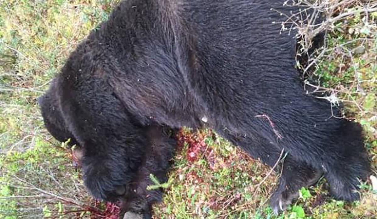 725-lb Brown Bear Shot By Man In Alaska In Self-Defense