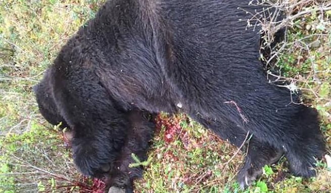 725-lb Brown Bear Shot By Man In Alaska In Self-Defense