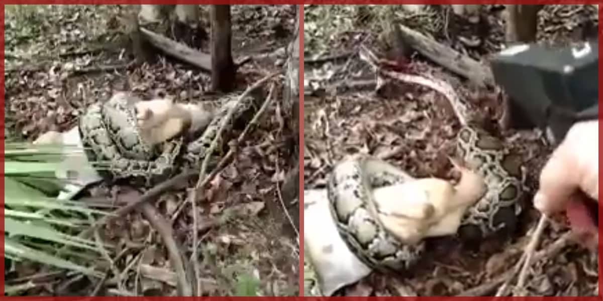 *WARNING: GRAPHIC* Burmese Python Shot After Woman Finds It Eating Goat In Florida
