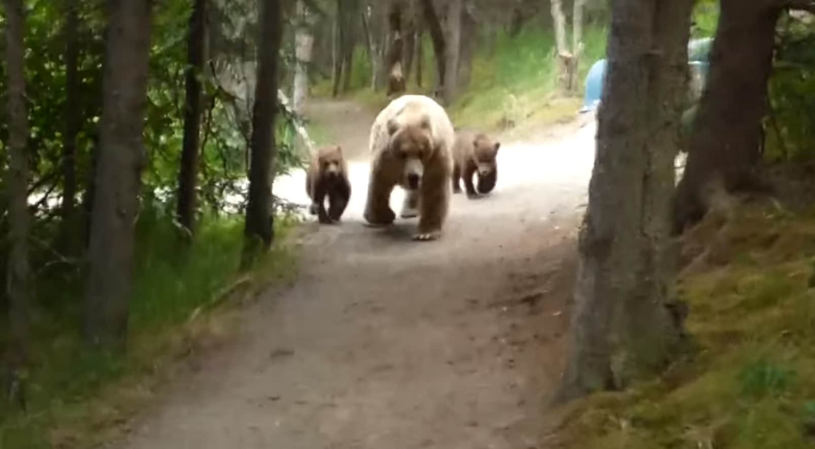 [VIDEO] Hiker Comes Face To Face With Mama Bear And Cubs On Trail; Why A Gun Is A Last Resort
