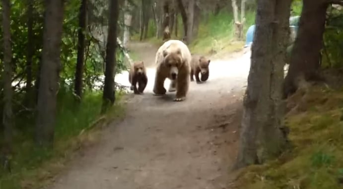 [VIDEO] Hiker Comes Face To Face With Mama Bear And Cubs On Trail; Why A Gun Is A Last Resort