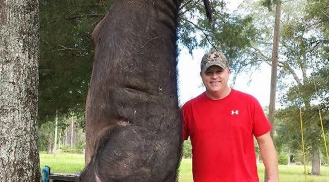 Man Shoots And Kills 820lb Wild Hog In His Yard