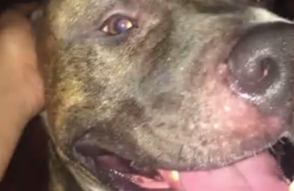 Dog Said To Be Sicked On Repo Man, Had No Choice But To Shoot