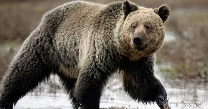 Man Shoots Grizzly On His Front Porch Near Yellowstone