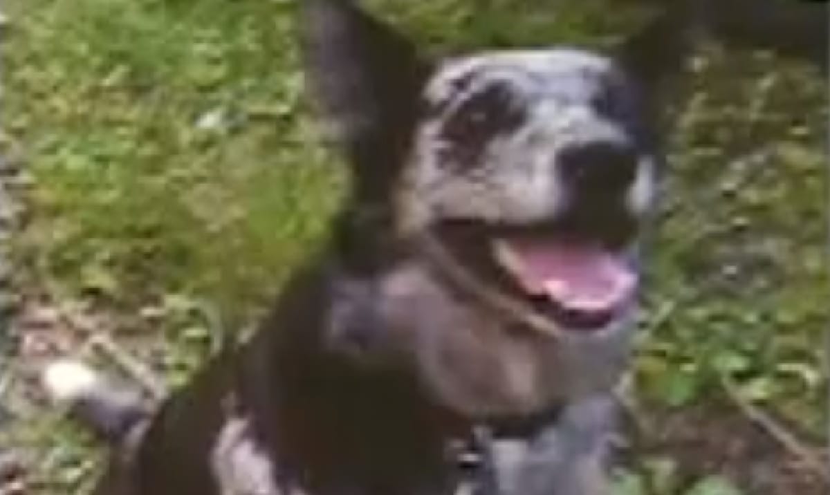 Neighbor Shoots And Kills Dog, Family Wants Justice