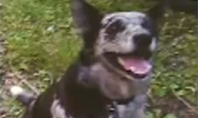 Neighbor Shoots And Kills Dog, Family Wants Justice