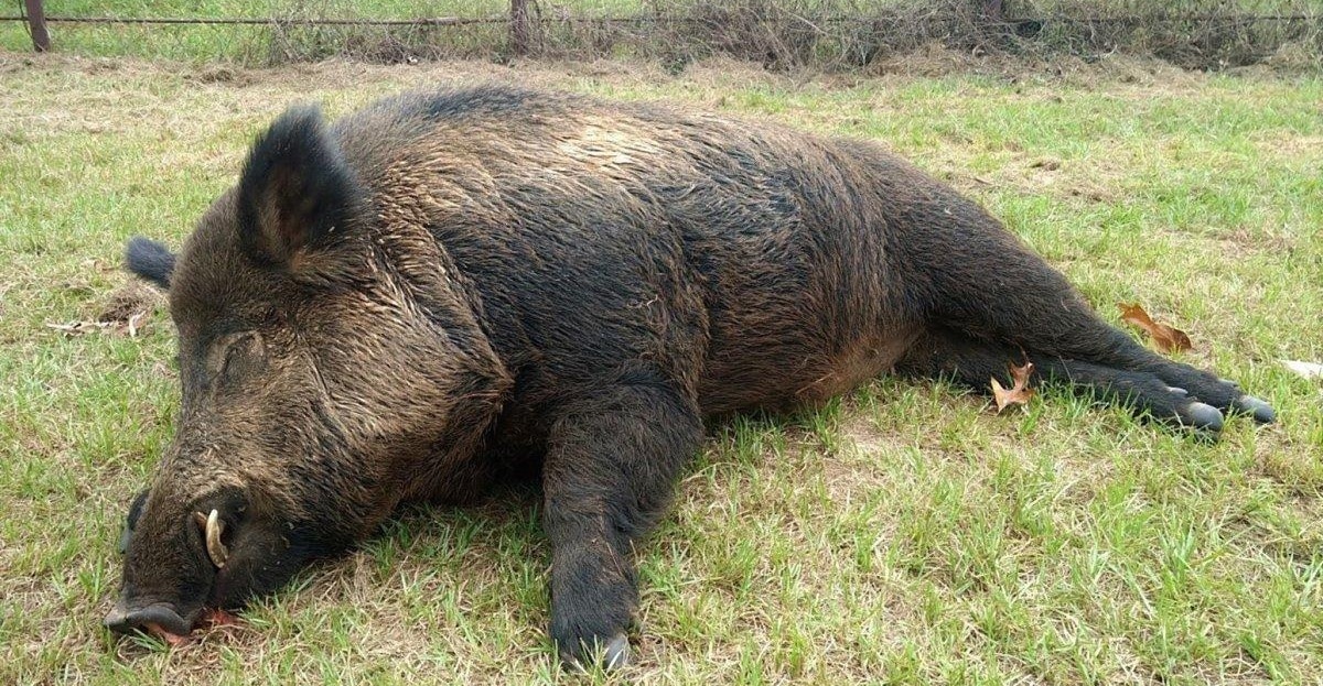 Man Shoots And Kills 416 lb. Boar That Was Terrorizing His Property