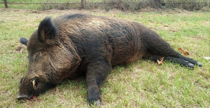 Man Shoots And Kills 416 lb. Boar That Was Terrorizing His Property