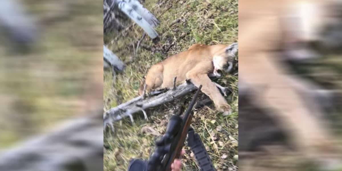 Mountain Lion Shot By Hunter In Colorado During Close Encounter
