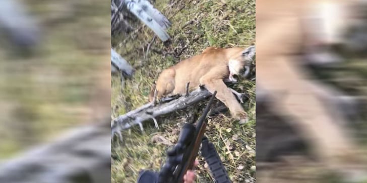 Mountain Lion Shot By Hunter In Colorado During Close Encounter
