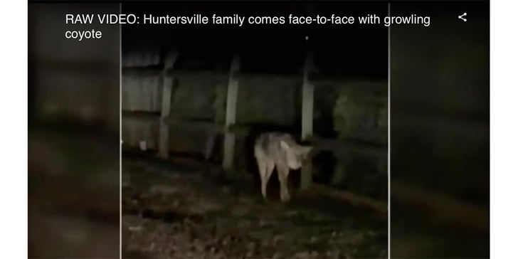 North Carolina Man Shoots Coyote That Threatened His Daughter, Dog
